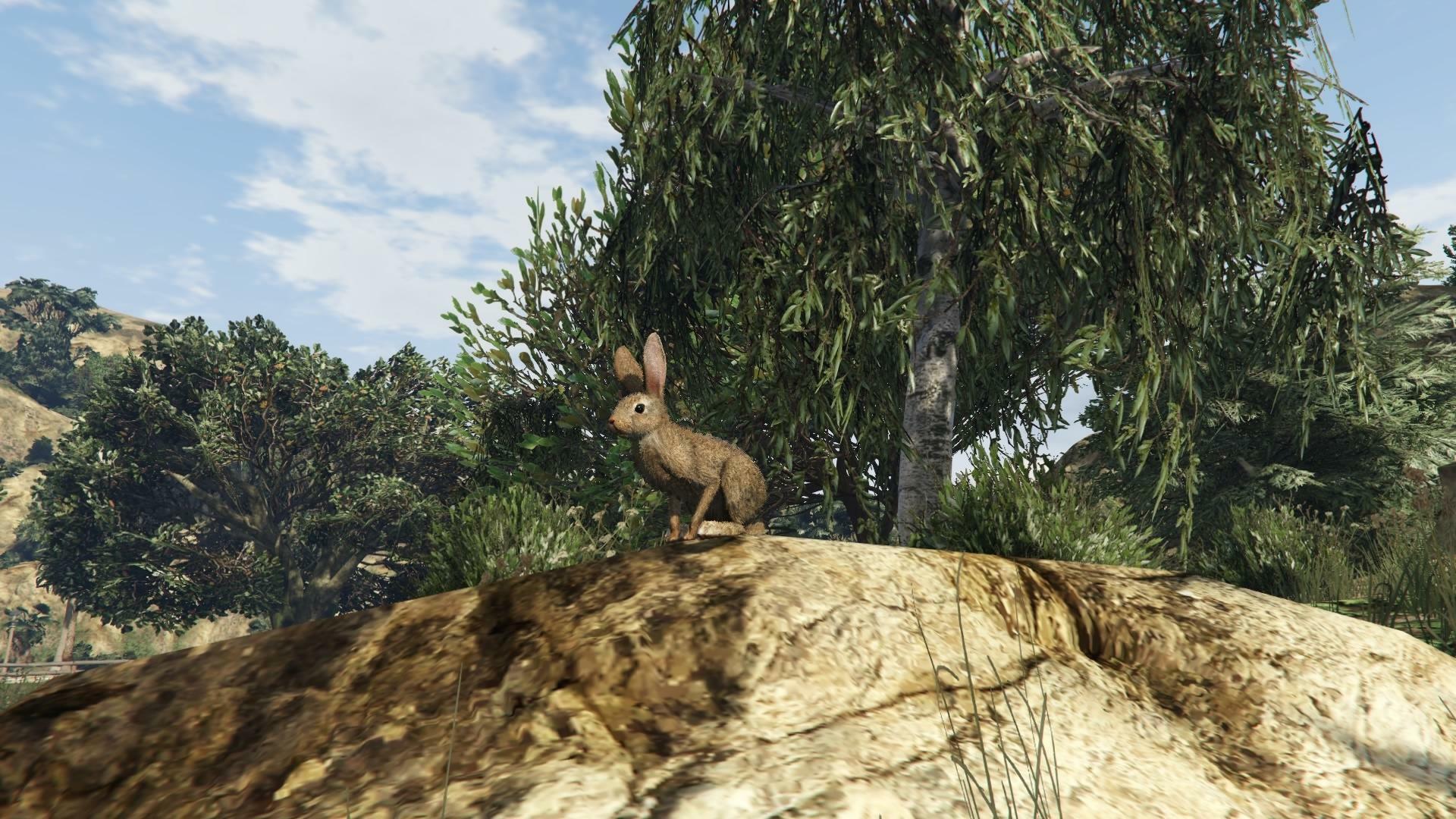GTA5 Rabbit