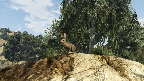 GTA5 Rabbit