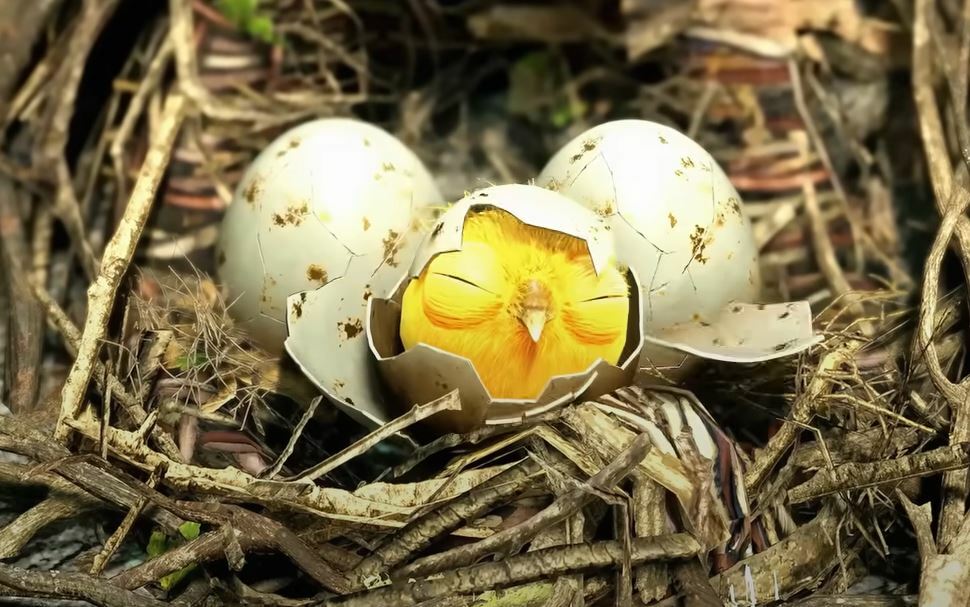 Golden Birds