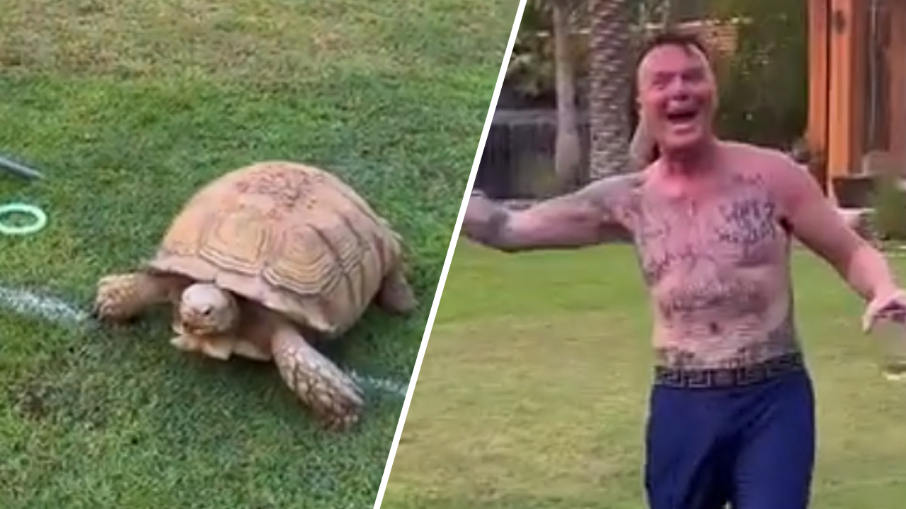 Markus von Anhalt Schildkröte