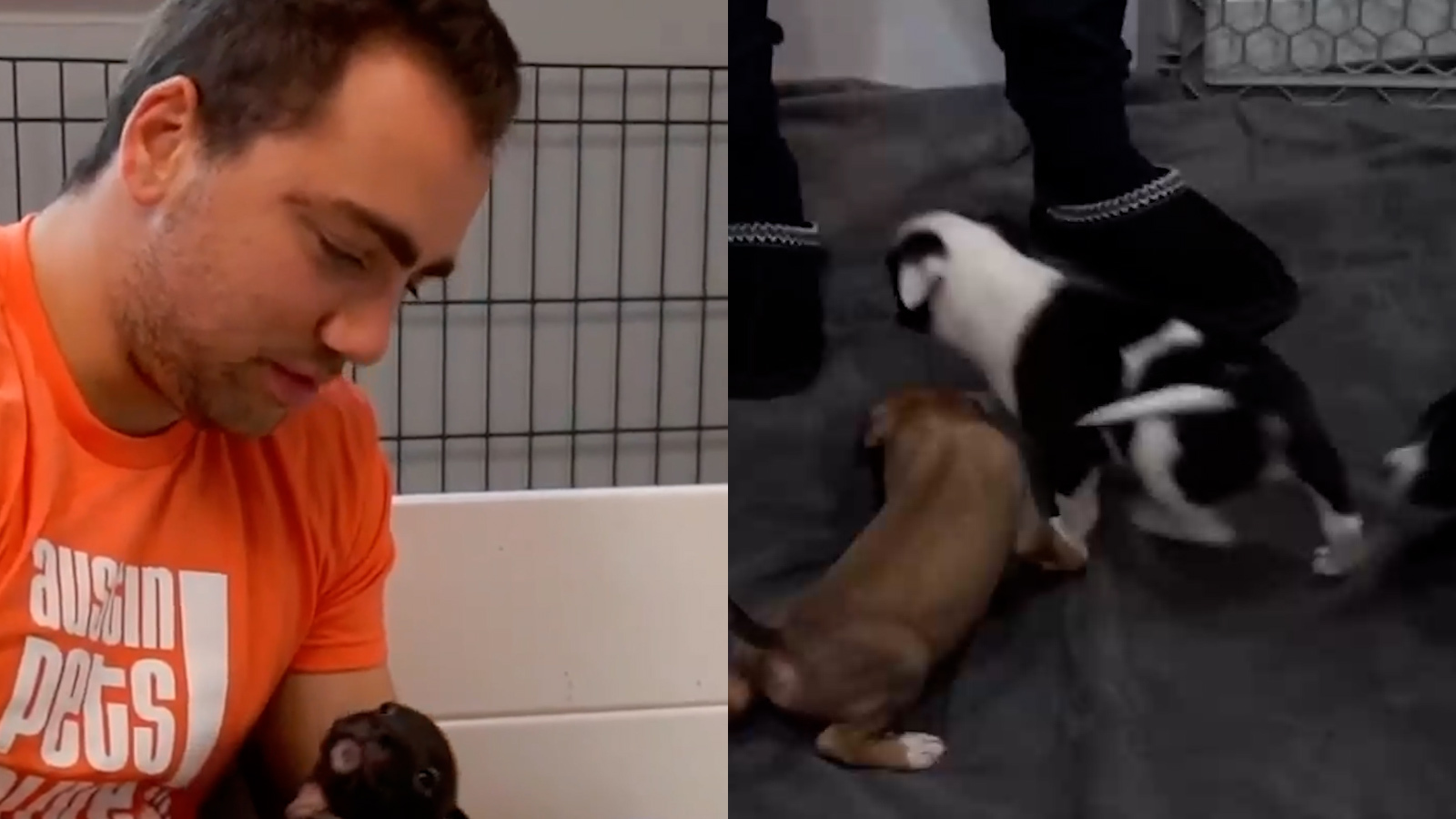 Mizkif Pups