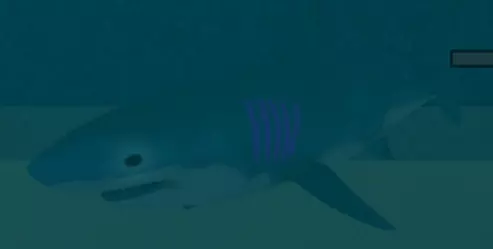 Poison Tooth Shark