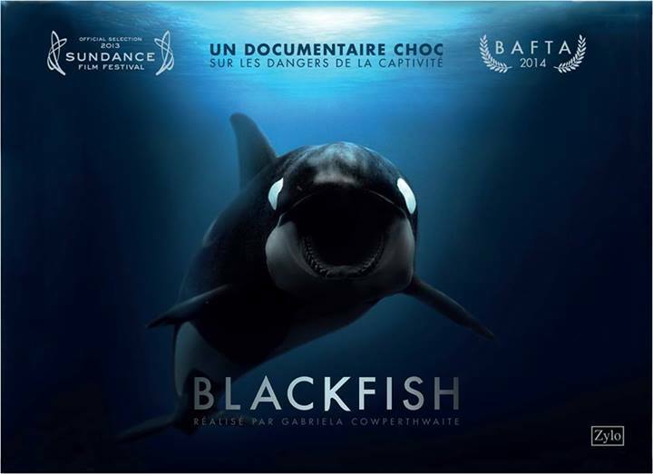 Blackfish