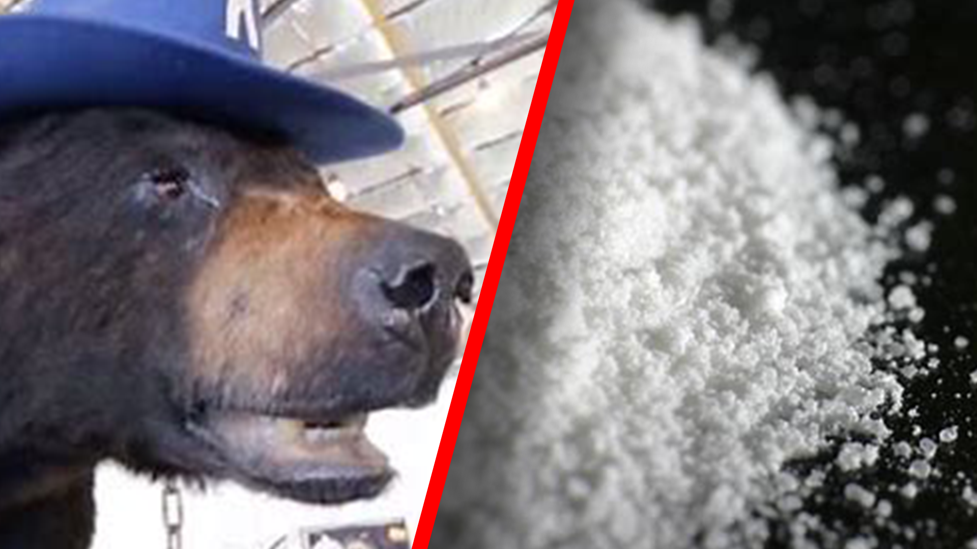 Cocaine Bear