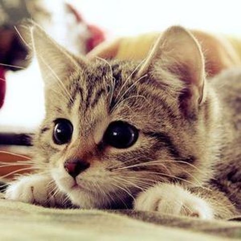 Cute cat