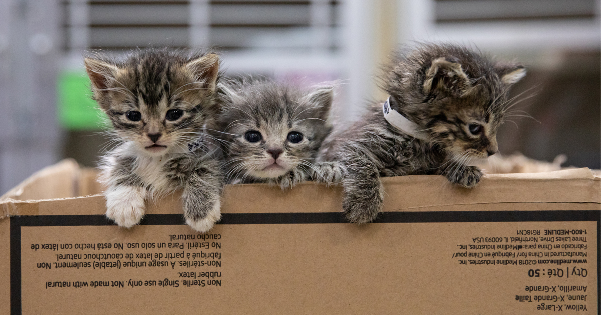 Foundkittensfb