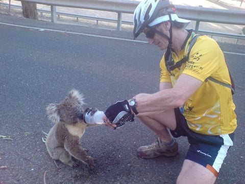 Koala water