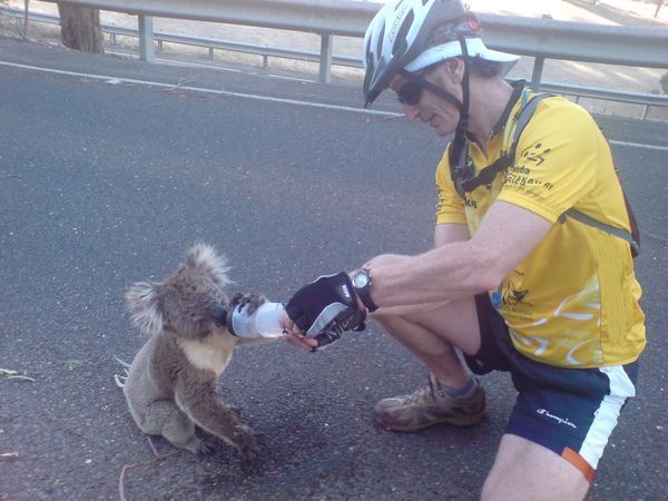 Fahrradfahrer gibt Koala Wasser