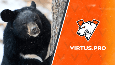 Virtus pro bear